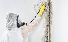 Best Water Damage & Mold Remediation  in Lauderdale Lakes, FL